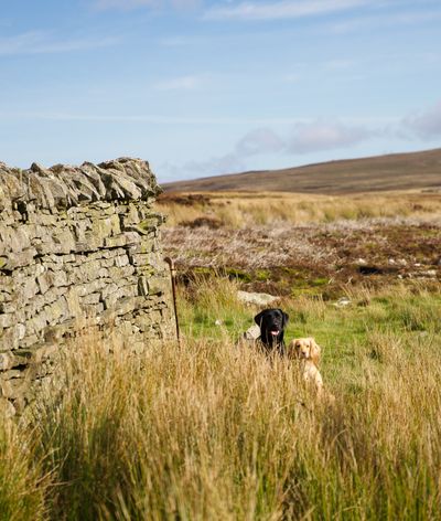North Pennines, Old Rectory Influencer Stay_Dogs (1).jpg