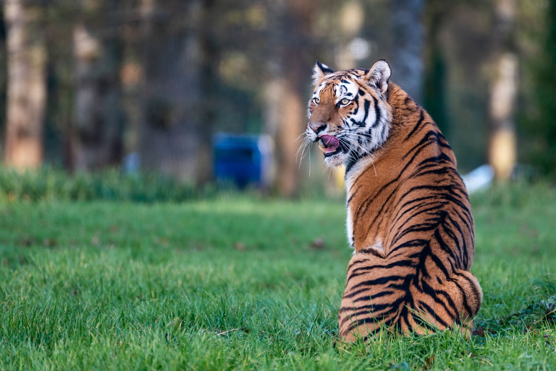 Longleat Safari Park, Boundless