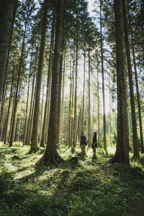 Pokljuka Forest