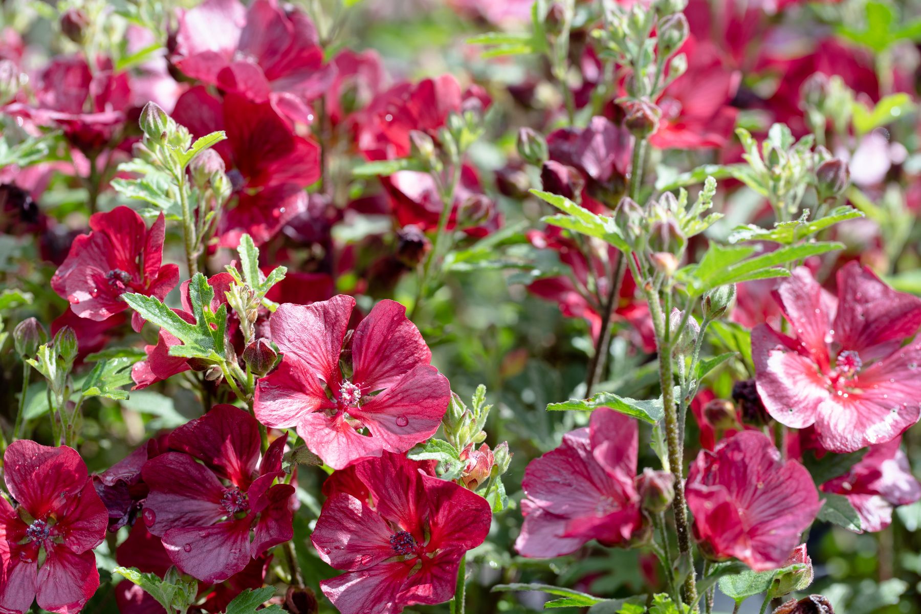 Anisodontea ‘Candy Apple’