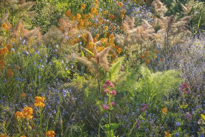 A Meadow for birds.jpg