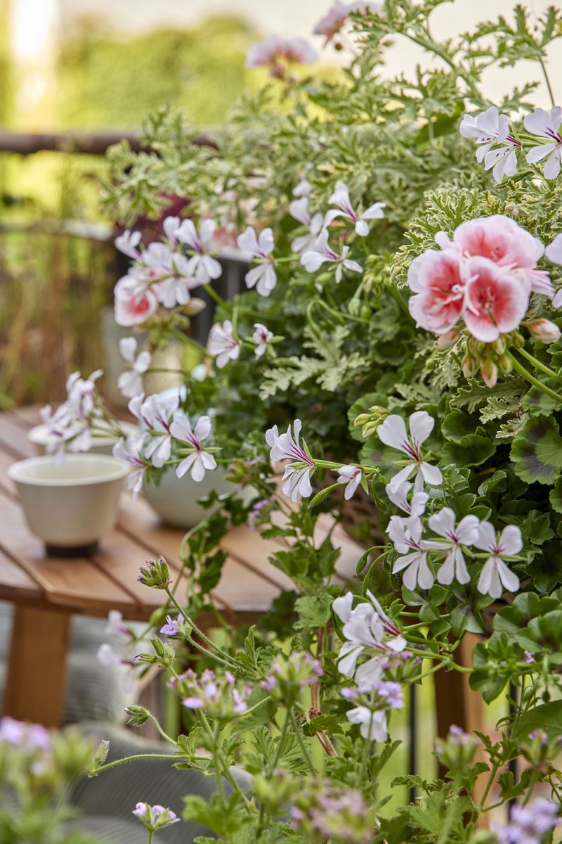 2023_Geraniums_3000_Small_Balcony_Getaway_11.jpg