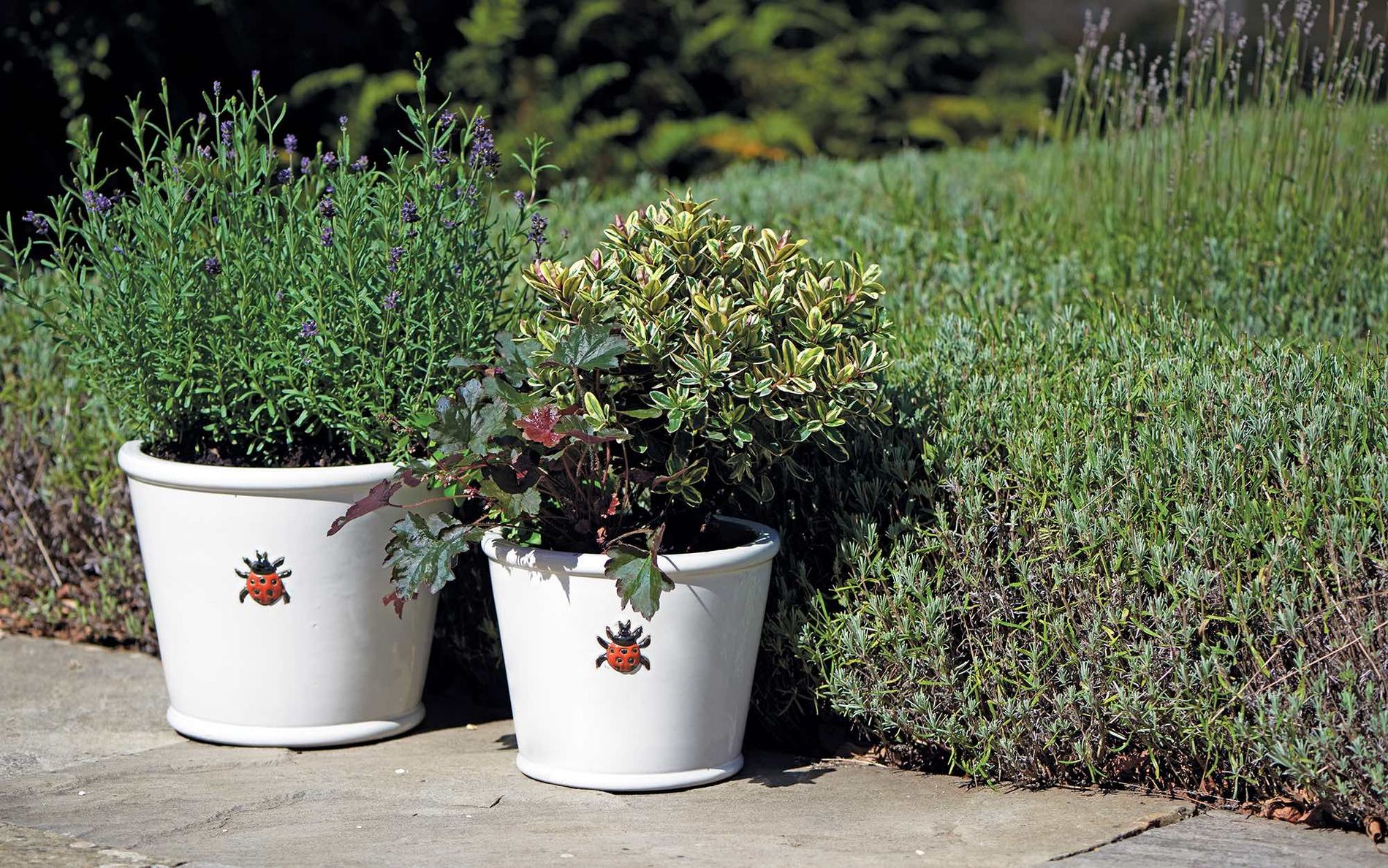 Bee Kind new Ladybird pots.jpg