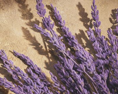 DG_FF_25_LAVANDER_DEVOTION_FOR_MEN_PARFUM_100ML_8054754403138_JPG_5_4_300DPI_CMYK.jpg
