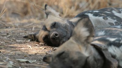 Wild dog sleeping, Zambia