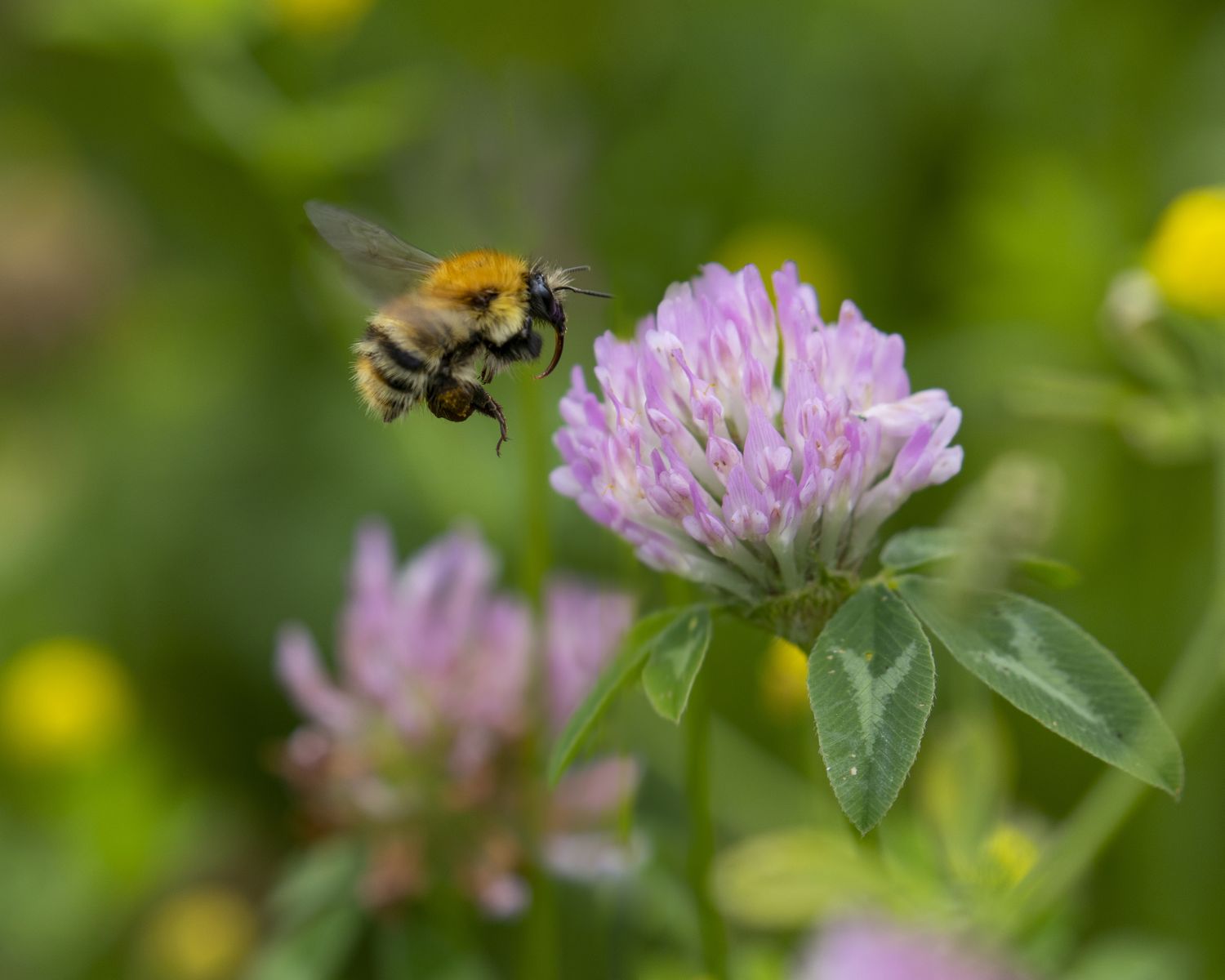 Surrey Wildlife Trust       Carder Bumblebee Jon Hawkins Surrey Hills Photography