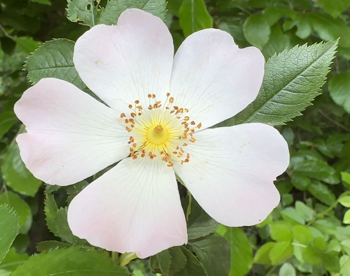 rosehip 3.jpg
