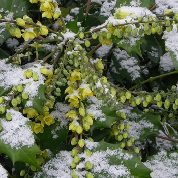 Mahonia japonica