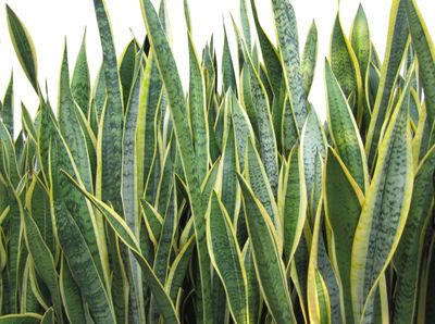 Sansevieria – Snake plant 