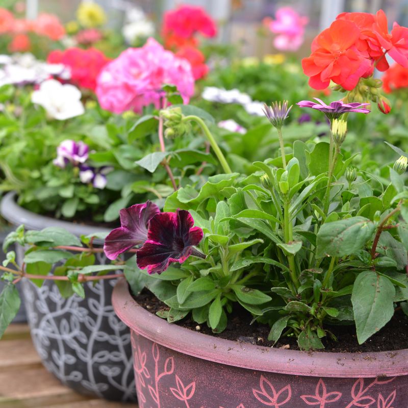 Geraniums