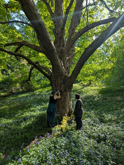 10th anniversary champion tree labels bluebells.jpg