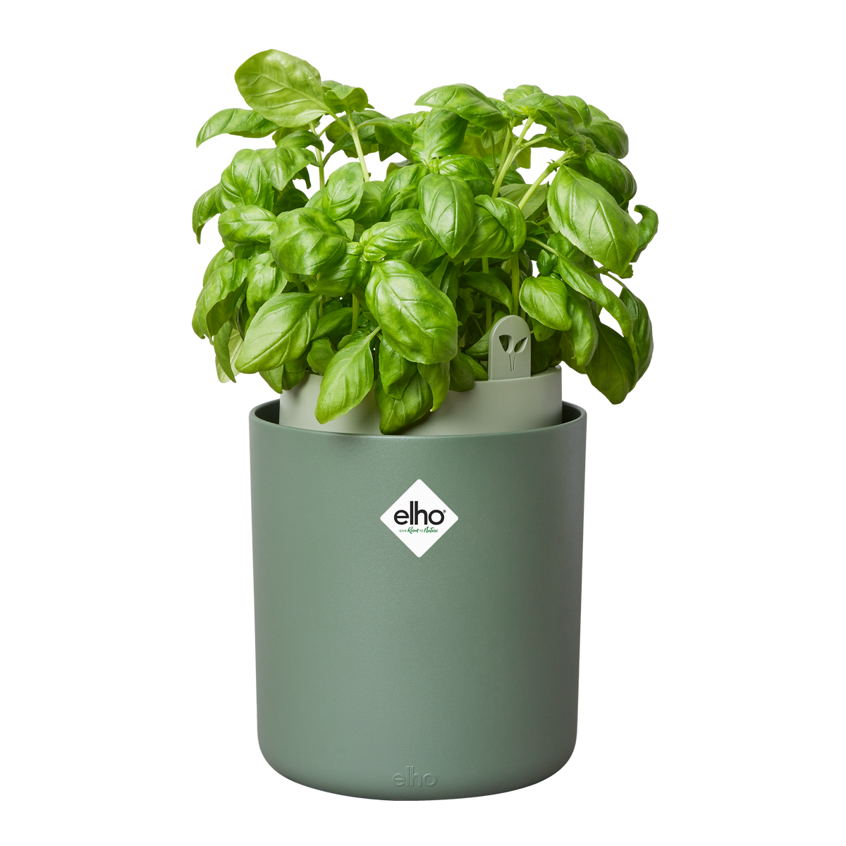 bouncy basil leaf green