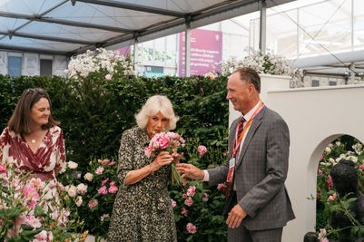 David Austin Roses receive 29th Gold for ‘The King’s Rose’ Showcase at RHS Chelsea Flower Show 2025