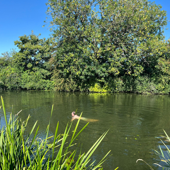 Wild Swimming.jpeg