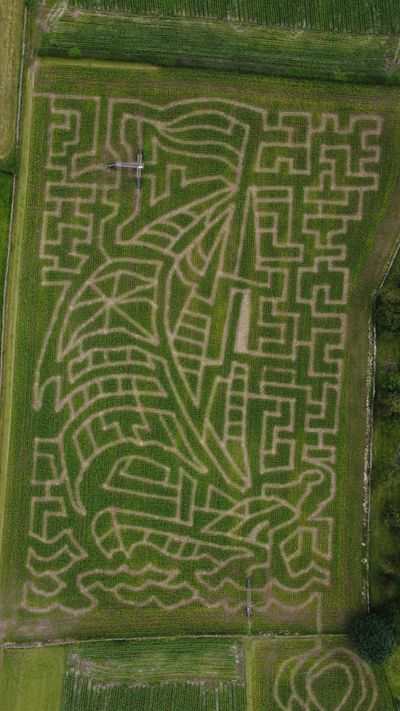 The main maze at the Lakeland Maze Farm Park, near Kendal, 2024