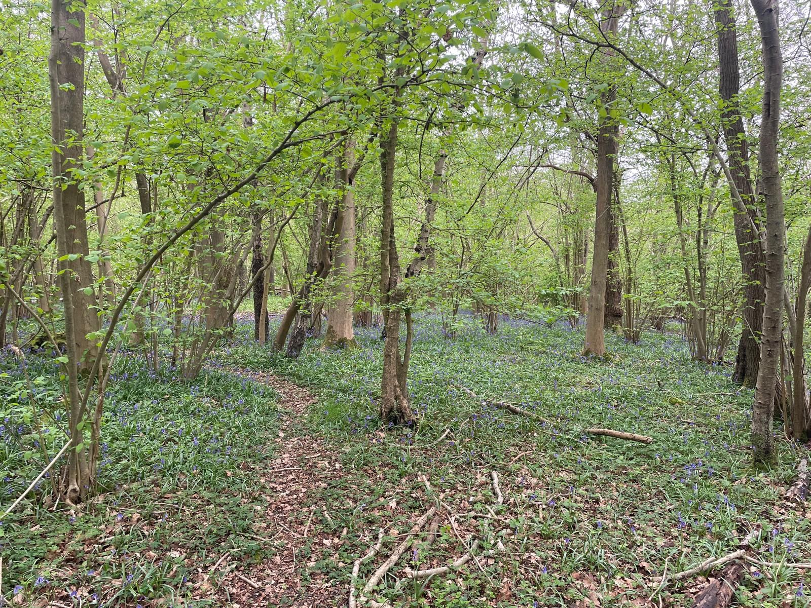 Woodlands