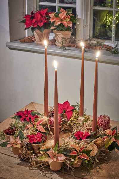 2024_Poinsettia_04000_Cosy_Cottage_Charm_04.jpg