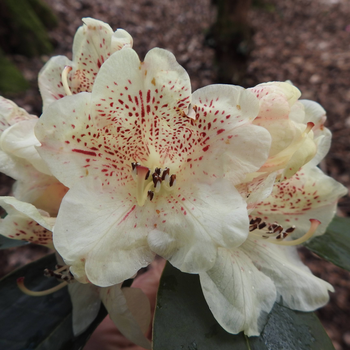 leonardslee primrose.JPG