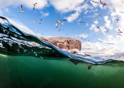Bass Rock Gannets (55) (c) James Glossop, Scottish Seabird Centre.JPG