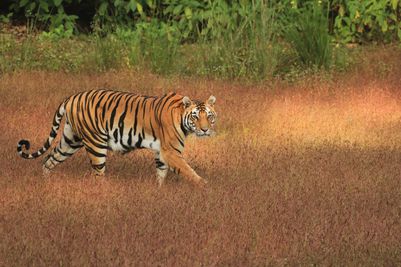 Tiger4KanhaSinginawa Wild Central India.jpg