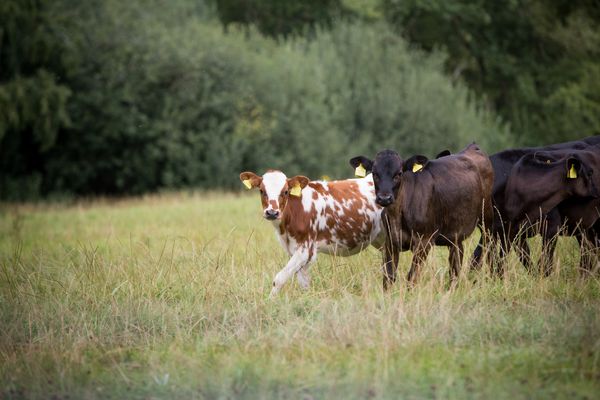 Cows On The Lands.jpg