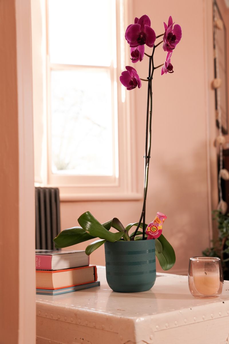 Baby Bio® Orchid Drip Feeder