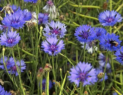 Cornflower