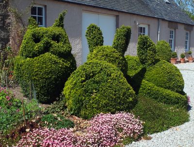 David Hawson - Winner of the Home Gardener category