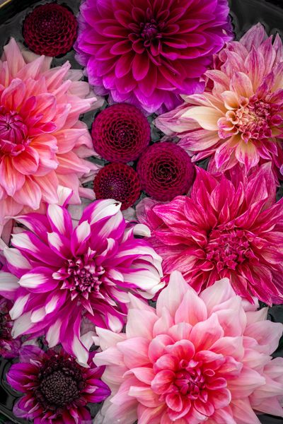 Tricia Guild collection - Jonathan Buckley.jpg