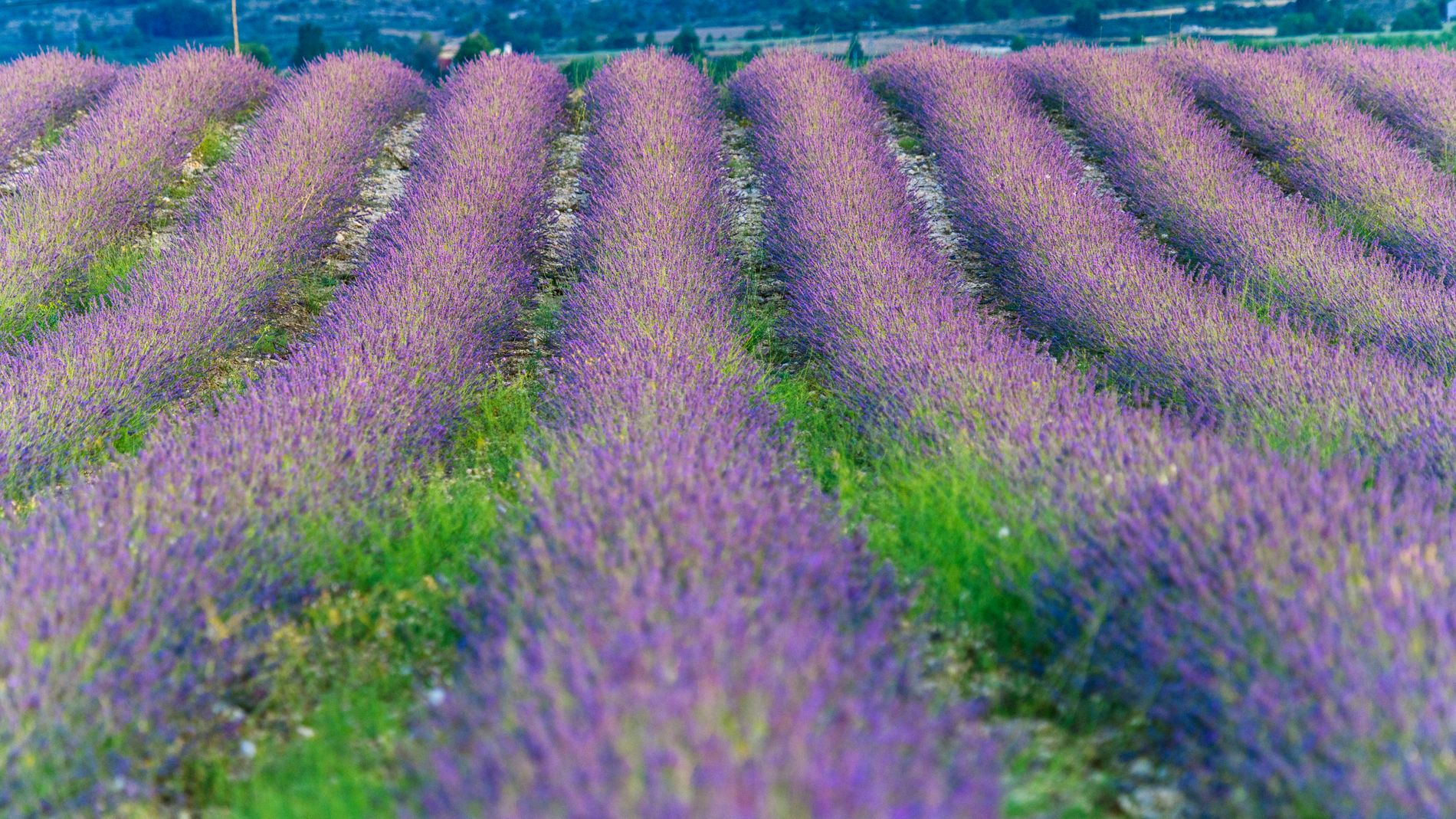 J. Zamora - Moratalla - floración de lavanda Campo San Juan 1 (2).jpg