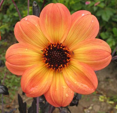 Damhaze Dahlia-Mystic Haze