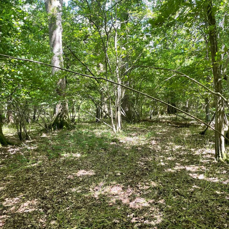 Woodlands