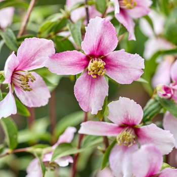 Philadelphus x 'petite perfume pink'