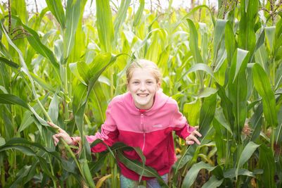 Child in the maze at the Lakeland Maze Farm Park at Sedgwick near Kendal, the Lake District.