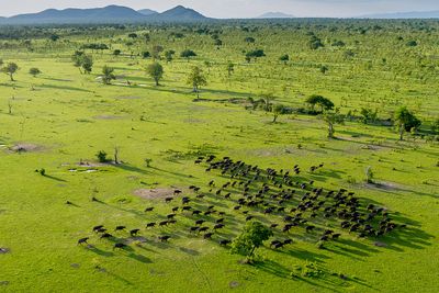 P_Asilia Lodges & Camps_Tanzania_Dar Es Salaam_Roho Ya Selous_Wildlife_Herd.jpg