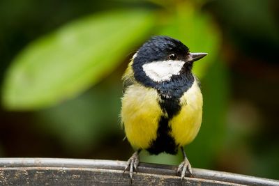 Photo credit - Sean McMenemy, Ark Wildlife