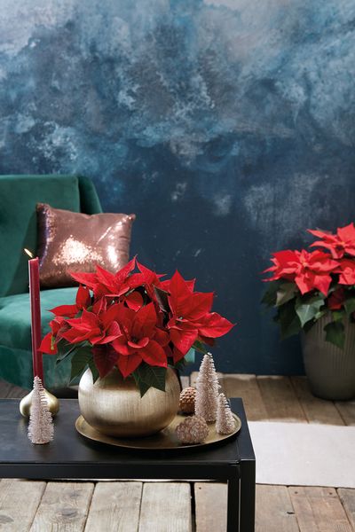 2020_poinsettia_01000_Christmas_Green_Spirit_26.jpg