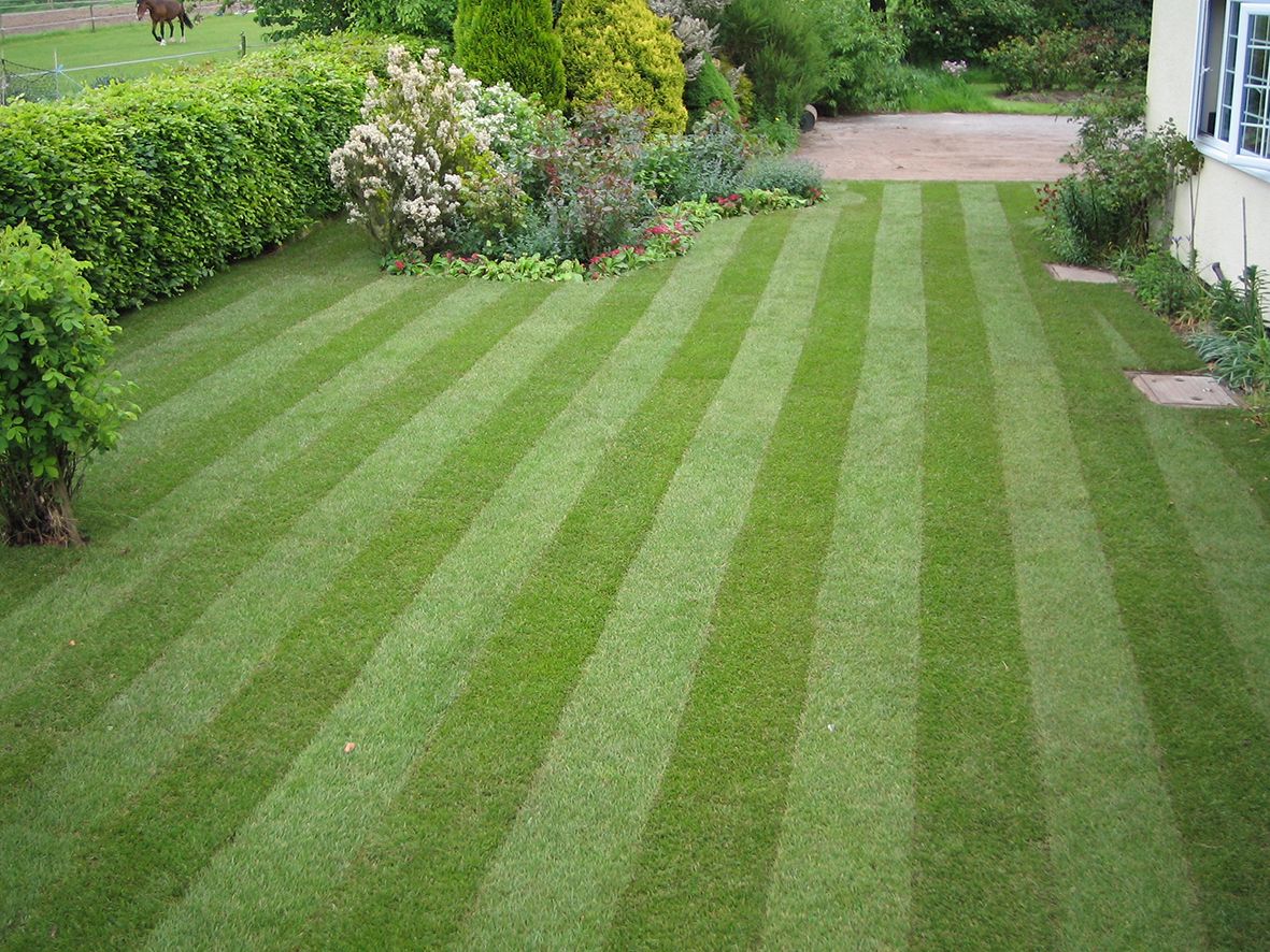 You can have a moss-free lawn with MO BacterSM.jpg