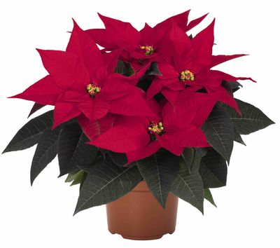 Poinsettia Freya.jpg