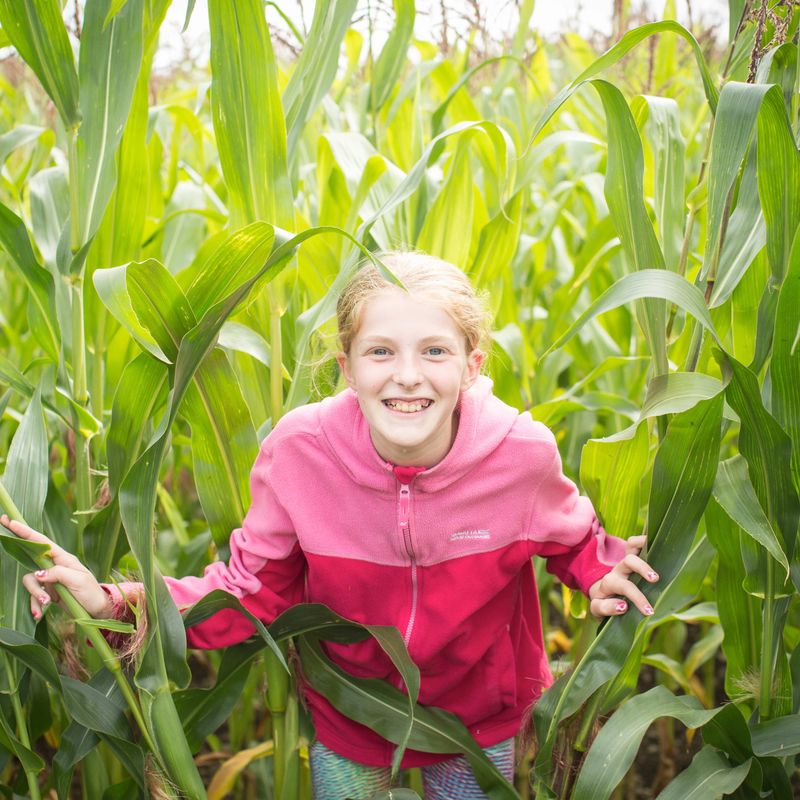 Child in the maze at the Lakeland Maze Farm Park at Sedgwick near Kendal, the Lake District.