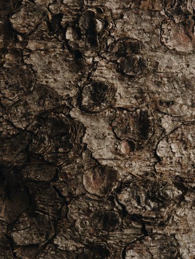 YERA-Details-1©Charlotte Lapalus-FORESTIS (17).jpg