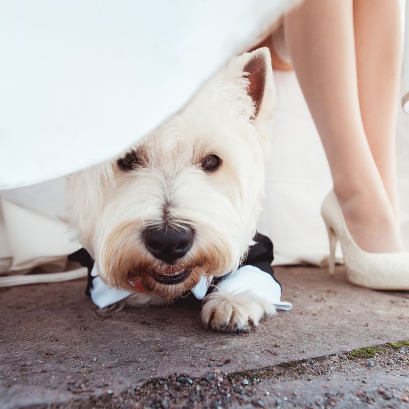Dog peeking out from under a wedding dress,