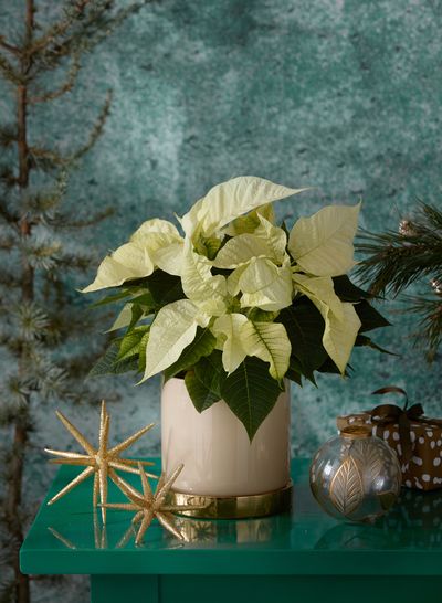 2020_poinsettia_01000_Christmas_Green_Spirit_15.jpg
