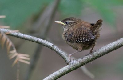 Wren on a branch.jpg