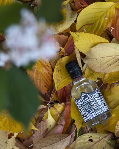Matron's Strength - alternative autumn angle