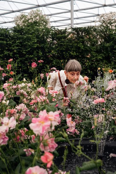 David Austin Roses receive 29th Gold for ‘The King’s Rose’ Showcase at RHS Chelsea Flower Show 2025