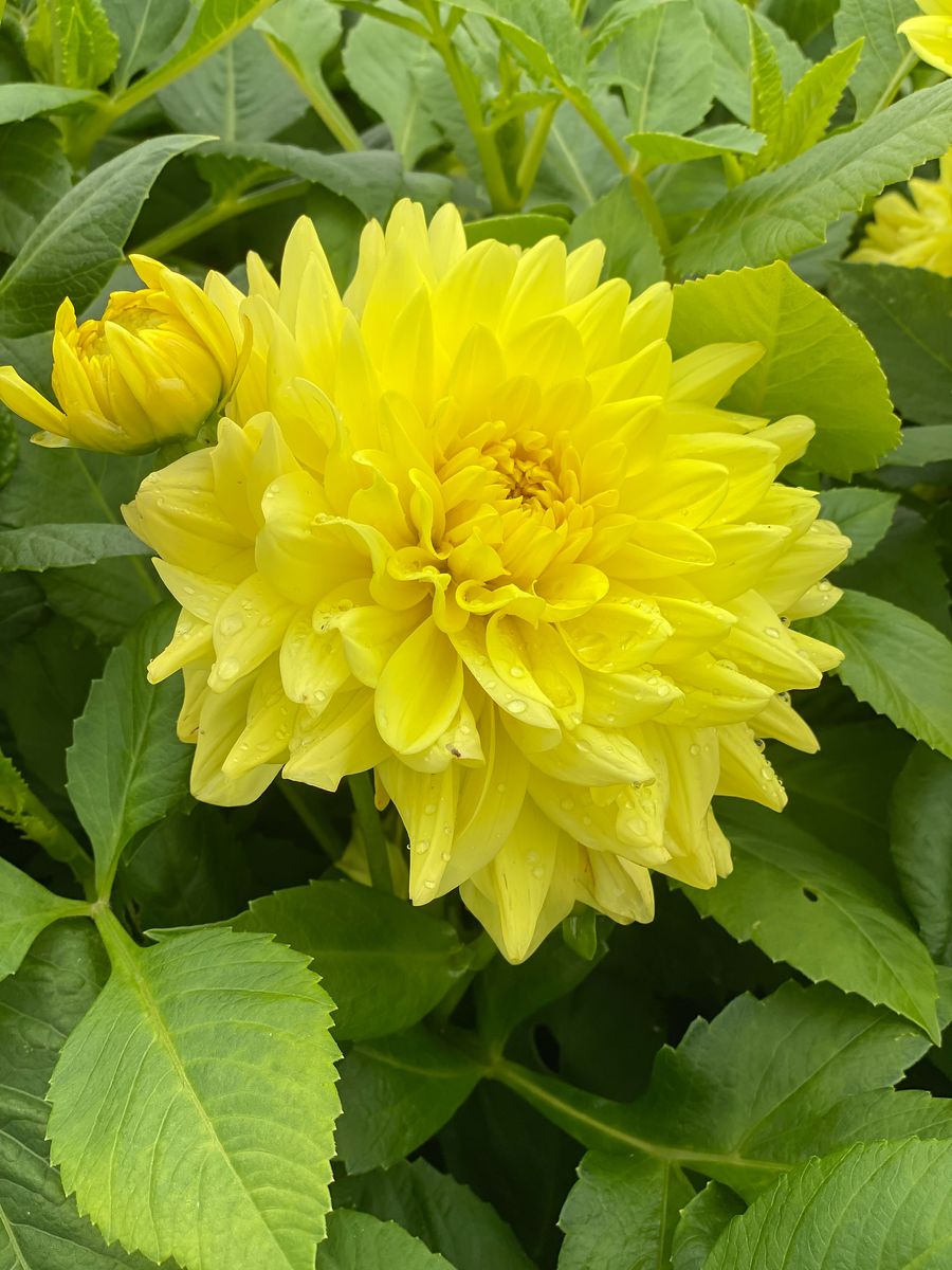 Dahlia Go Go Yellow