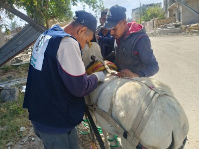 The Safe Haven team treating a donkey_2.jpeg