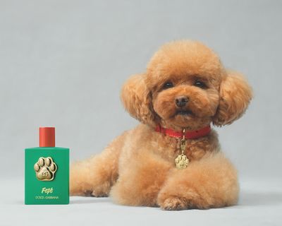 Dolce&Gabbana Fefé