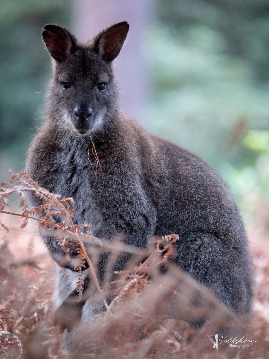 Winter wallaby (1).JPG